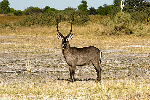 水羚,莫瑞米,国家公园,奥卡万戈三角洲,博茨瓦纳,非洲