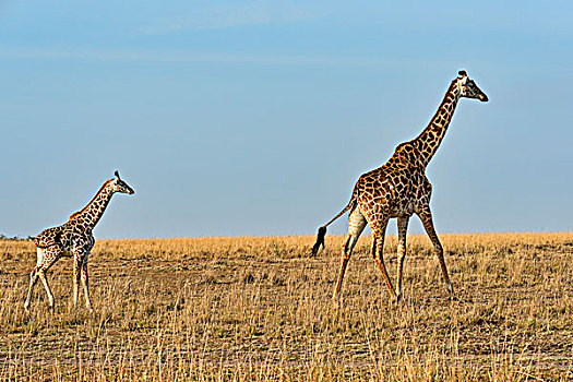 长颈鹿,成年,女性,幼兽,马赛马拉国家保护区,肯尼亚,非洲