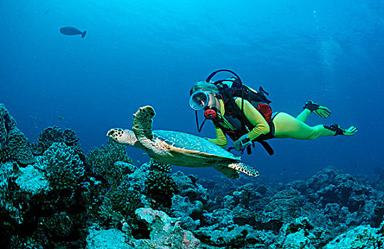 玳瑁,潜水者,马尔代夫,印度洋