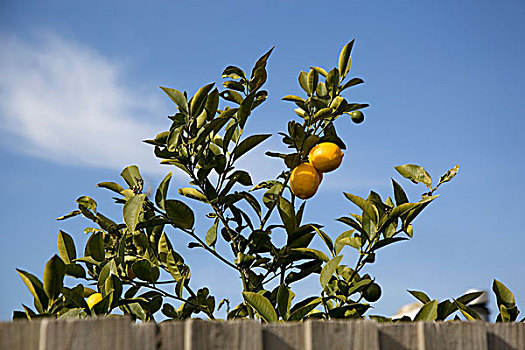 柠檬树,后面,栅栏