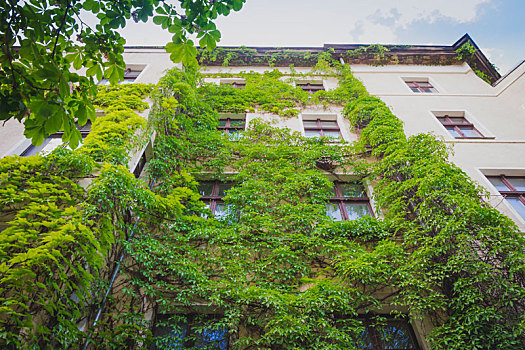 公寓楼,遮盖,绿色,常春藤,植物
