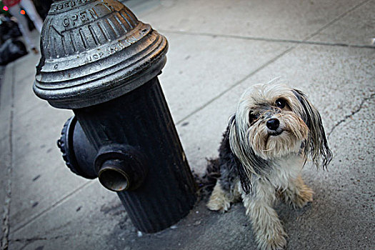 狗,靠近,消防栓,纽约,美国