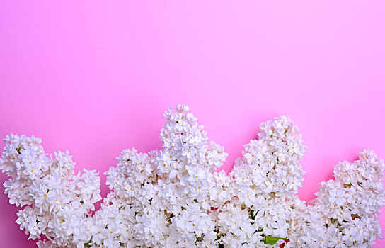 花束,白色,花,丁香,粉色背景