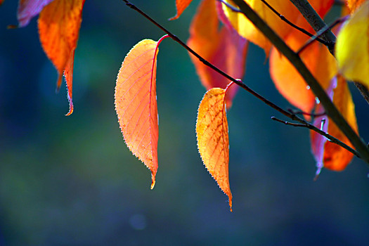 秋天一棵树落叶图片图片