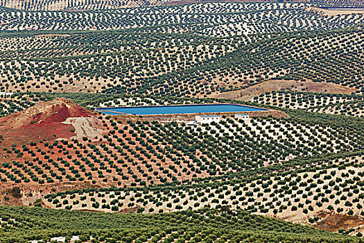 橄榄,小树林,哈恩省,西班牙