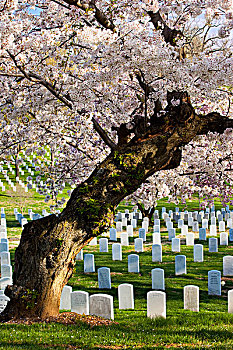 花,樱桃树,站立,上方,墓碑,阿灵顿国家公墓,靠近,华盛顿特区,美国