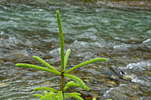 年轻,云杉,溪流,不列颠哥伦比亚省,加拿大