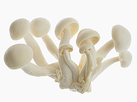 白色,蘑菇