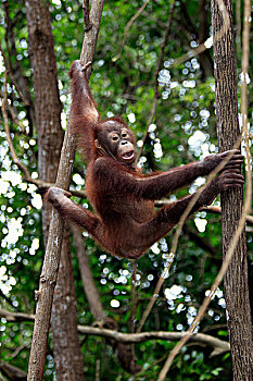 猩猩,年轻,攀登,树,沙巴,婆罗洲,马来西亚,亚洲