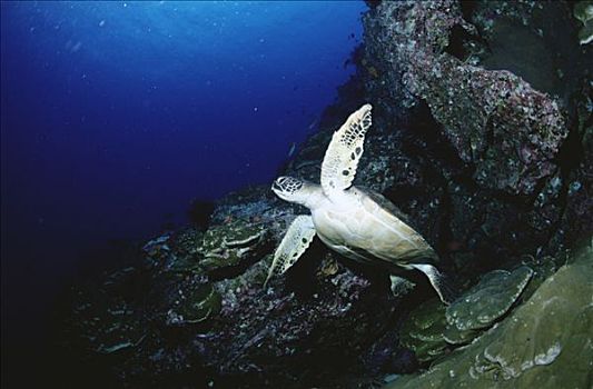 绿海龟,龟类,休息,石头,缝隙,岛屿,哥斯达黎加