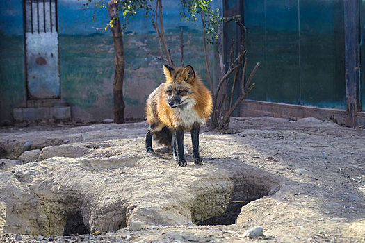 北京动物园冬日的赤狐
