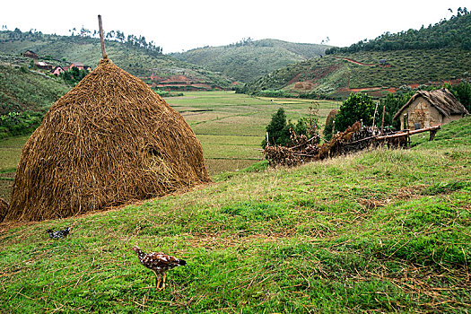 农场,稻米,农民,区域,马达加斯加,非洲