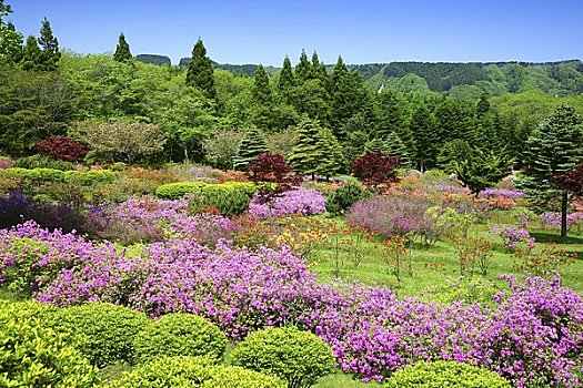 花,杜鹃花,公园