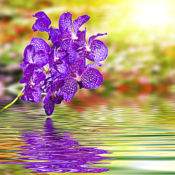 紫罗兰,兰花,波纹,水,彩色,模糊,自然,背景