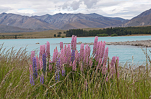 花,堤岸,湖,新西兰
