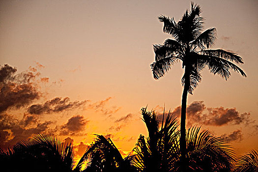 剪影,棕榈树,海滩,日落,迈阿密海滩,佛罗里达,美国