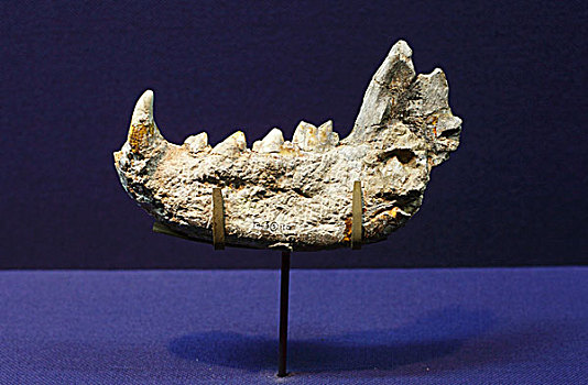 桑氏鬣狗化石
