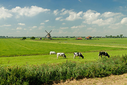 特色,风景,风车,牛,北荷兰省,荷兰