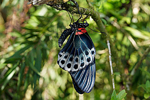 摩门教,蝴蝶,出现,蛹,马来西亚