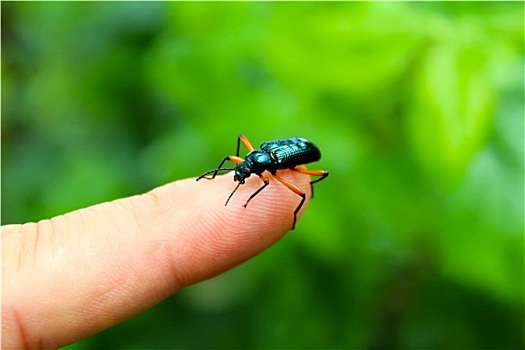 蓝色,甲虫,手指