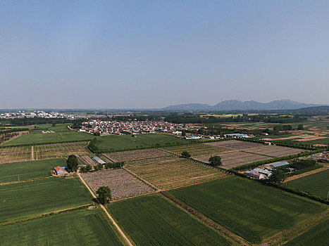 山东省日照市,航拍万亩麦田,绿油油一片丰收在望景象