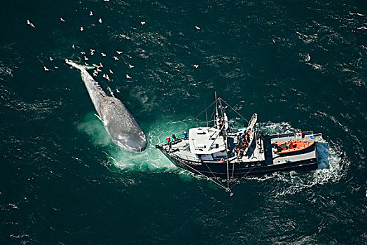 蓝鲸,受伤,撞击,船,研究,圣芭芭拉,水道,加利福尼亚