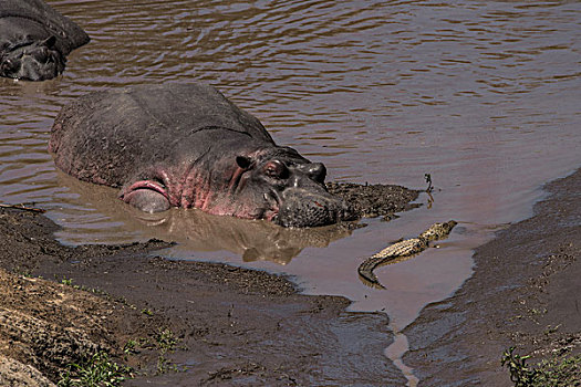 肯尼亚马赛马拉国家公园马拉河河马群
