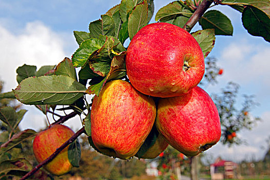 红色,苹果,苹果树,果树栽培,区域,陆地,下萨克森,汉堡市,德国,欧洲