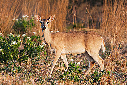 白尾鹿,母鹿,沿岸,弯曲,德克萨斯,美国