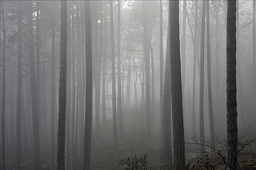 山毛榉,树林,雾,下奥地利州