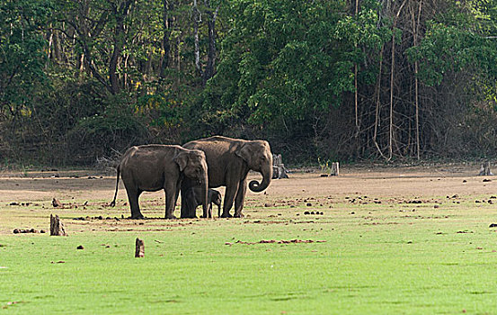 亚洲象,象属,幼兽,国家公园,印度,亚洲