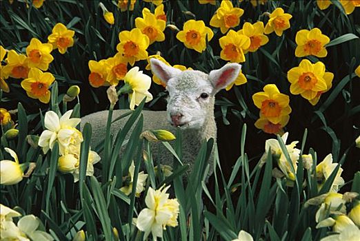 家羊,绵羊,羊羔,春天,水仙花,坎特伯雷,新西兰