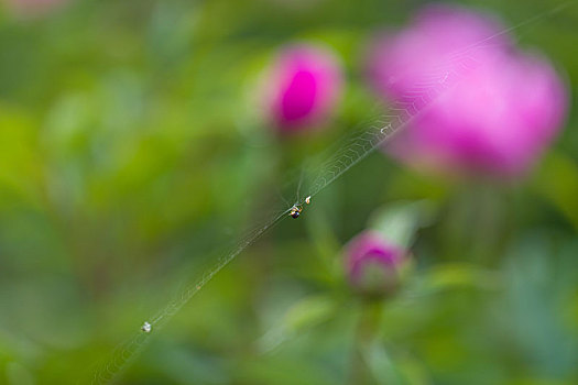 芍药