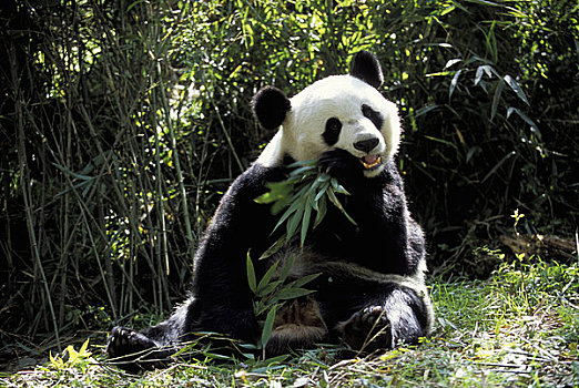 中国,四川,卧龙大熊猫保护区,大熊猫,坐,竹子