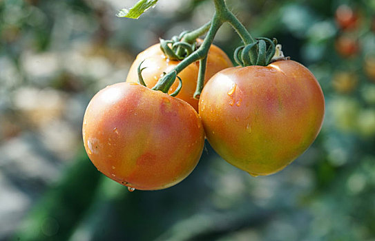 西红柿圣女果大棚保护地栽培
