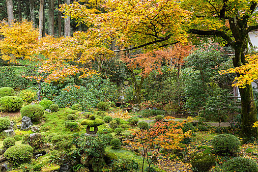 日本,公园,彩色,枫树