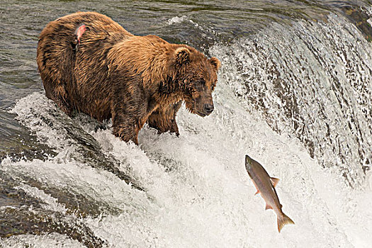 熊,瀑布,跳跃,三文鱼