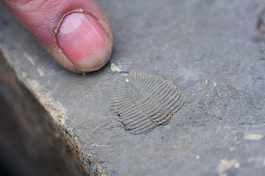 湖北宣恩发现5,6亿年前远古动物三叶虫化石