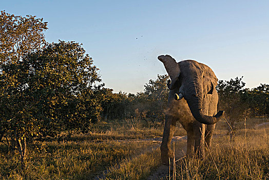 非洲象,灌木,莫雷米禁猎区,奥卡万戈三角洲,博茨瓦纳
