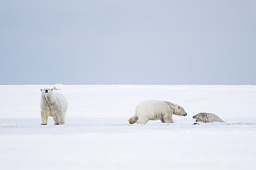 北极熊,母熊,一对,浮冰,北极圈,海岸,冰冻,向上,区域,国家野生动植物保护区,阿拉斯加