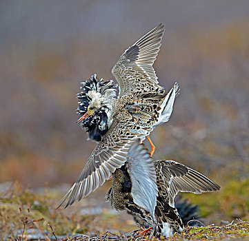 毛领鸽,流苏鹬,挪威