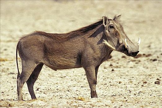 疣猪,哺乳动物,埃托沙国家公园,纳米比亚,非洲,动物