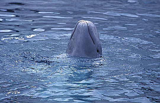 白鲸,头部,成年,出现,水