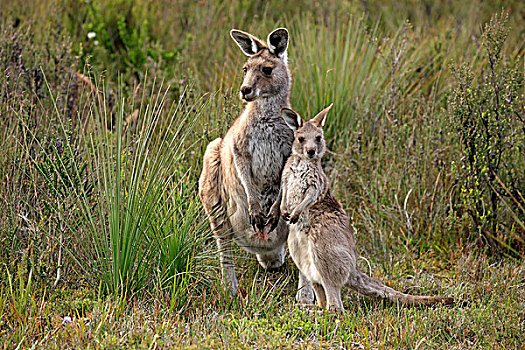 大灰袋鼠,幼兽,威尔逊-普勒蒙特利国家公园,维多利亚,澳大利亚,大洋洲