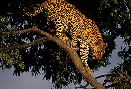 非洲,肯尼亚,马塞马拉野生动物保护区,成年,女性,豹,攀登,树枝,日落