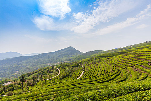 晴日里的茶园很壮观