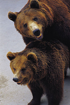 北京动物园两只熊
