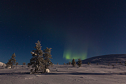 北极光,冷杉,冬天,风景,国家公园,拉普兰,芬兰