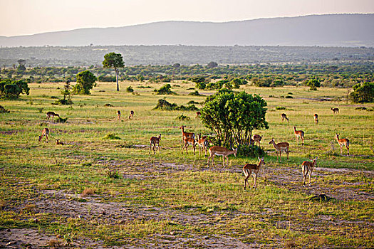 鹿,非洲