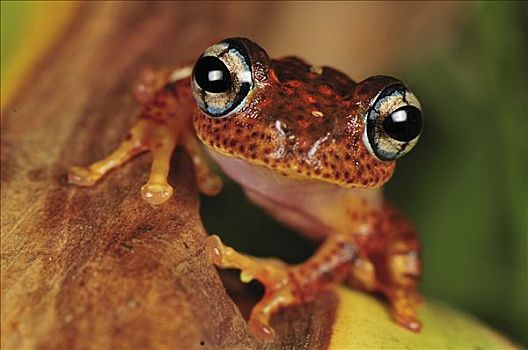 树蛙,肖像,安达斯巴曼塔迪亚国家公园,马达加斯加